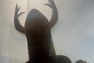 African clawed frog
