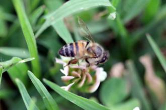 Africanized honey bee