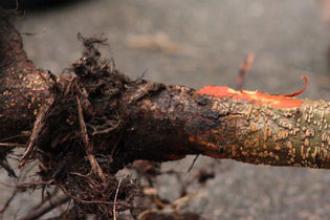 Phytophthora disease of alders (Alder dieback)