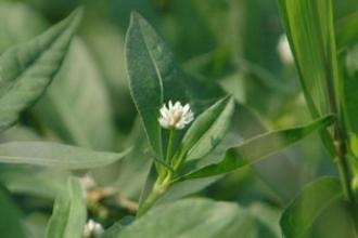 Alligatorweed