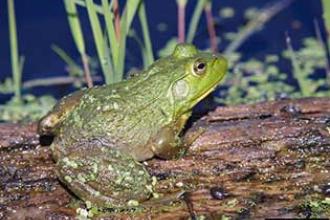 American bullfrog