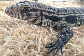 Argentine black and white tegu