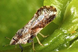 Asian citrus psyllid