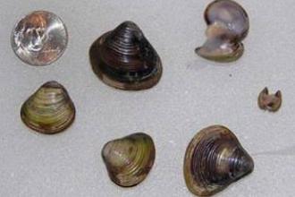 Asian clams