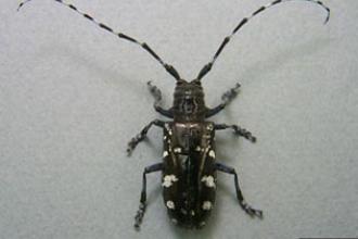 Asian Long-Horned Beetle