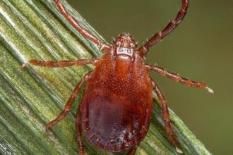 Asian longhorned tick - CDC