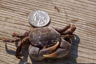 Asian shore crab