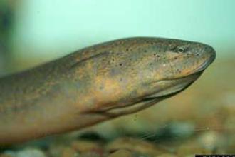 Asian swamp eel