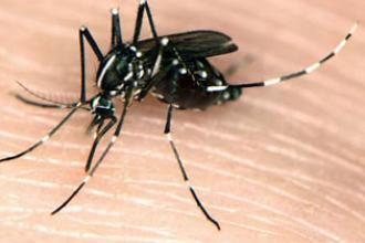 Asian Tiger Mosquito