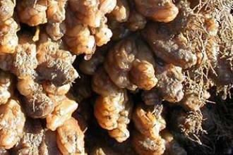 Asian tunicate