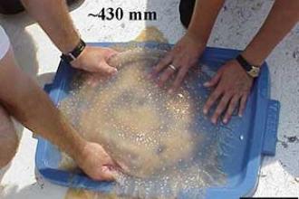Australian spotted jellyfish