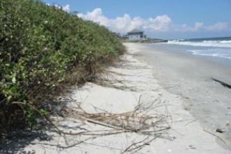 Beach vitex