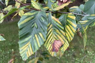 Beech leaf disease
