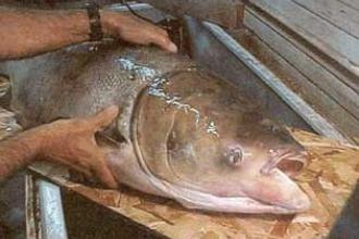 Bighead carp, adult