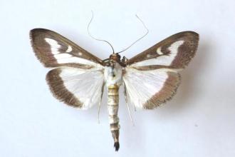 Box tree moth