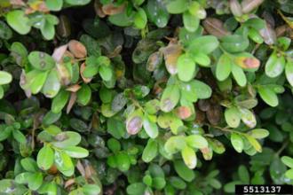Boxwood Blight