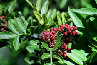 Brazilian pepper tree - Invasive.org