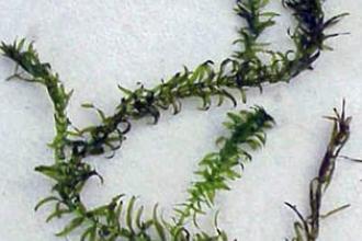 Brazilian waterweed