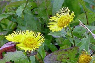 British yellowhead