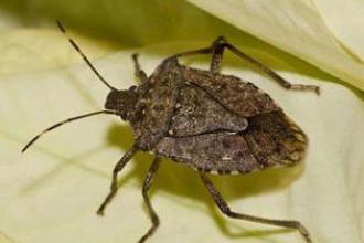 Brown marmorated stink bug