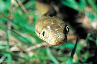 Brown Tree Snake