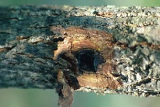 Butternut canker