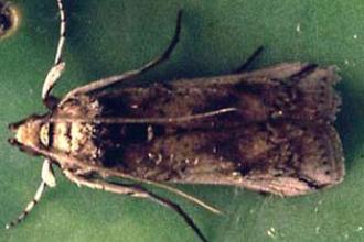 Cactus Moth, Adult