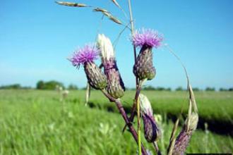 Canada Thistle