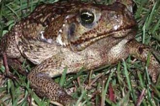 Canetoad