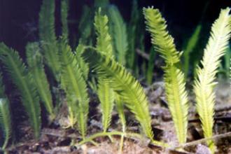 Caulerpa, Mediterranean clone