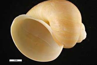 Channeled apple snail