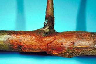 Chestnut blight