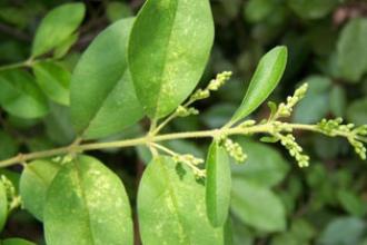 Chinese privet