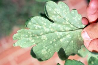 Chrysanthemum white rust, symptoms