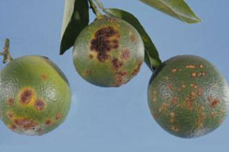 Citrus canker - Invasive.org
