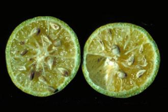 Citrus greening