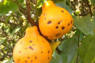 Citrus black spot