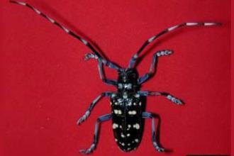 Citrus Long-Horned Beetle, Adult