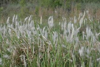 Cogongrass