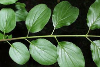 Common buckthorn - Invasive.org