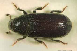 Common Pine Shoot Beetle