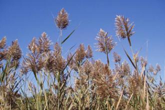 Common reed