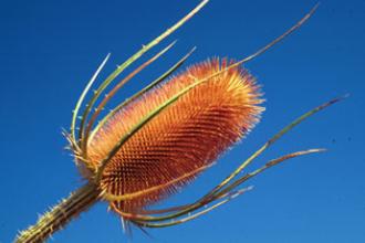 Common teasel