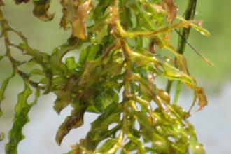 Curly pondweed