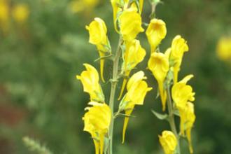 Dalmatian toadflax