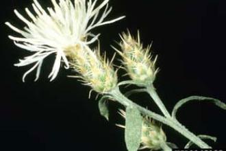 Diffuse knapweed