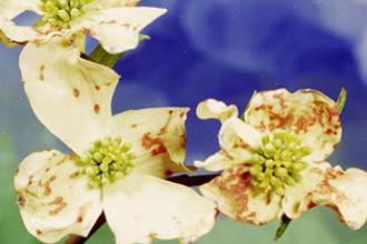 Dogwood anthracnose - Invasive.org
