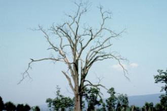 Dutch elm disease - Invasive.org