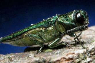 Emerald Ash Borer