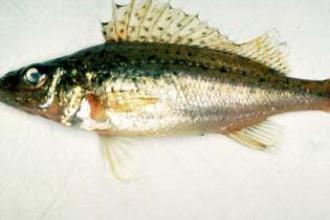 Eurasian ruffe